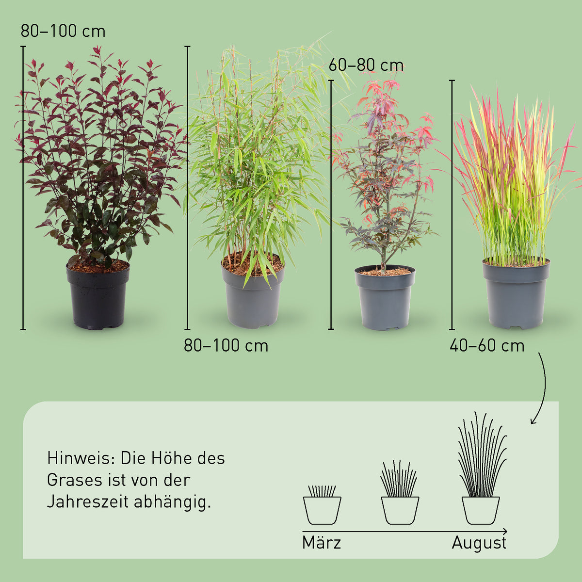 Größe der Asia-Pflanzen Dunkles Laub