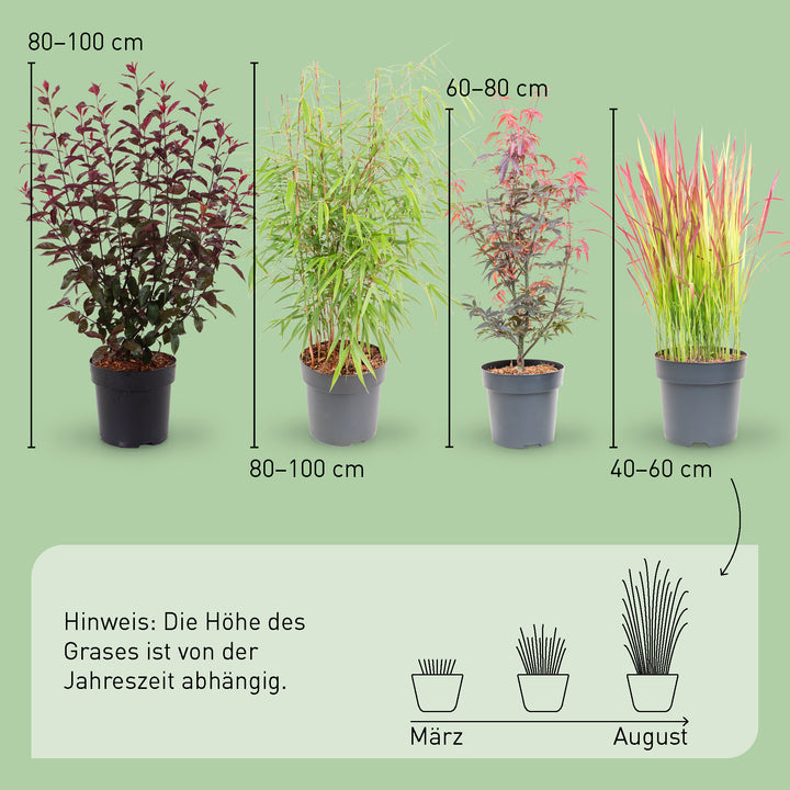 Größe der Asia-Pflanzen Dunkles Laub