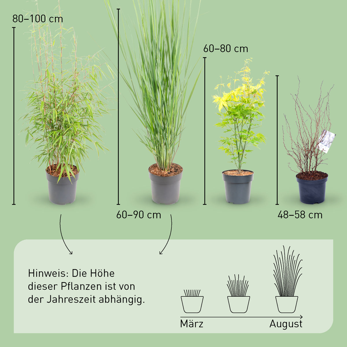 Größe der Asia-Pflanzen Frisches Grün