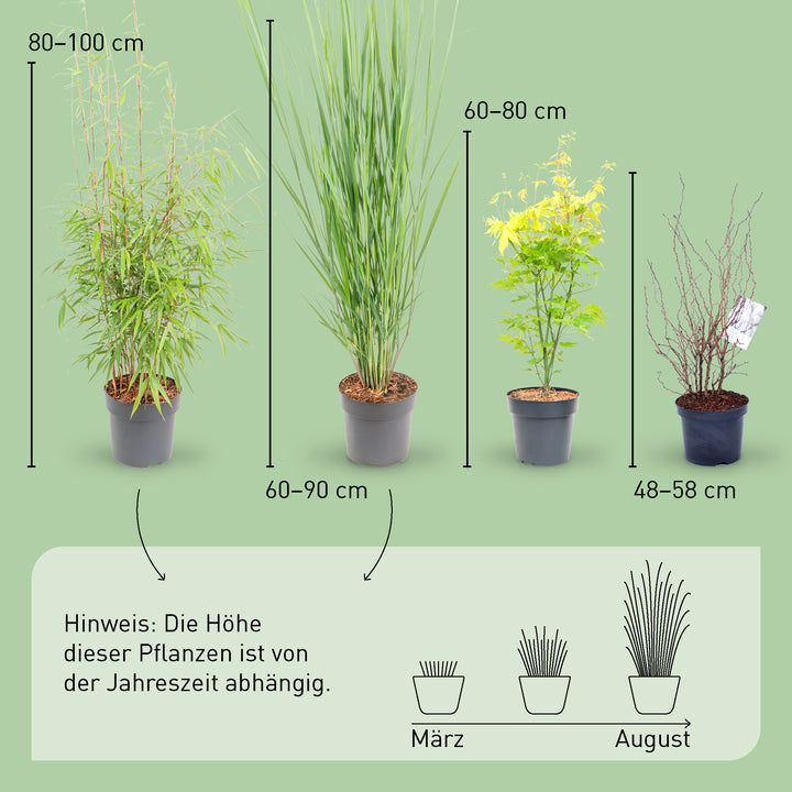Größe der Asia-Pflanzen Frisches Grün