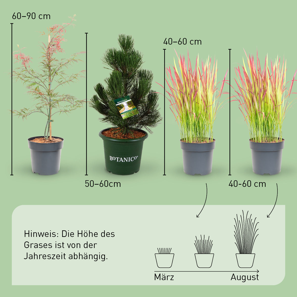Größe der Asia-Pflanzen Zengarten