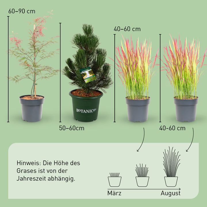 Größe der Asia-Pflanzen Zengarten