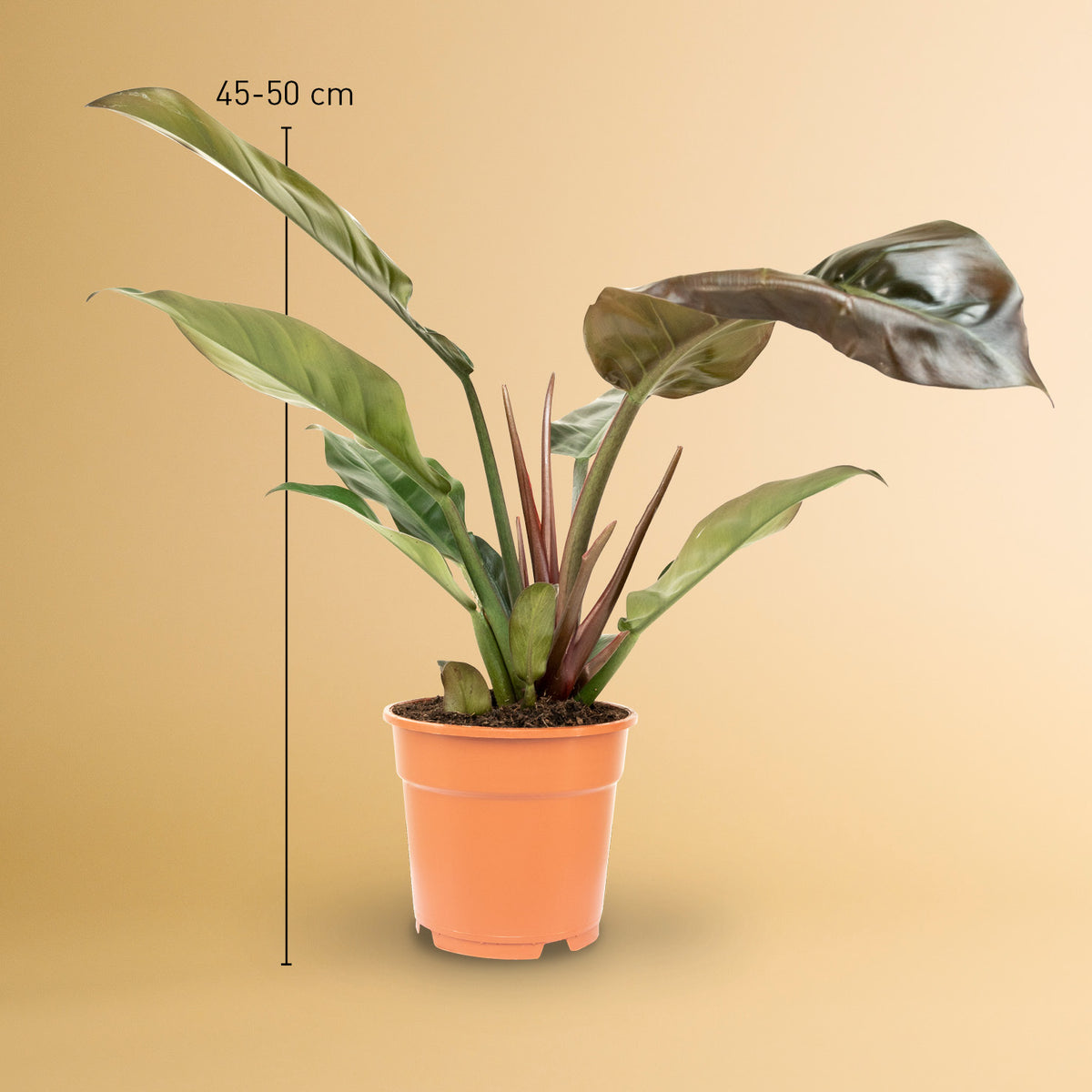 Größe des Philodendron 'Imperial Red' als Zimmerpflanze