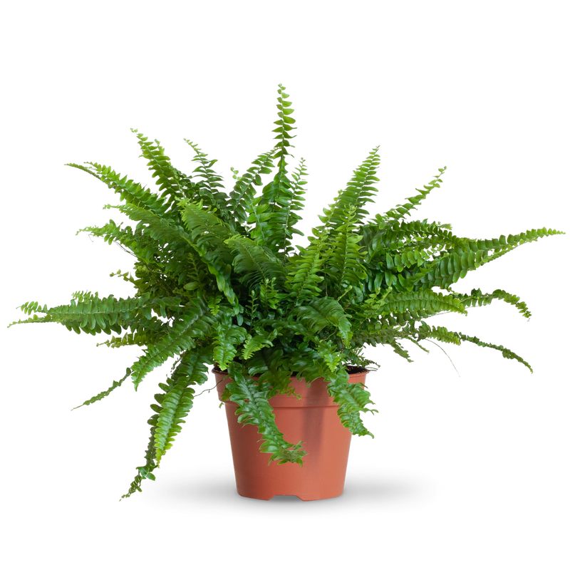 Größe des Schwertfarns 'Green Lady' als Zimmerpflanze