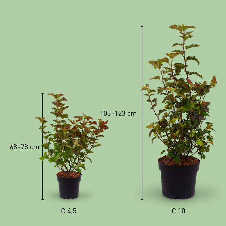 Große Blasenspiere 'Amber Jubilee'®
