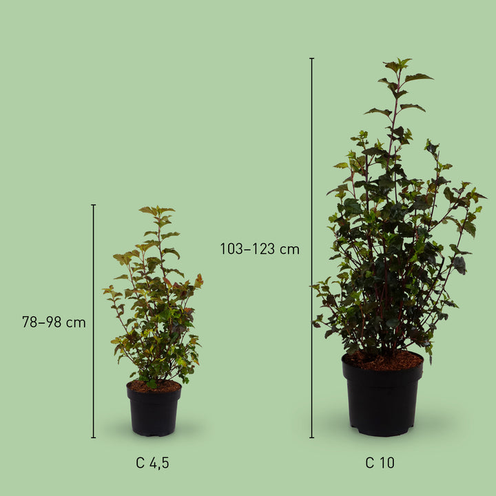 Großer Teufelsstrauch 'Diabolo'®