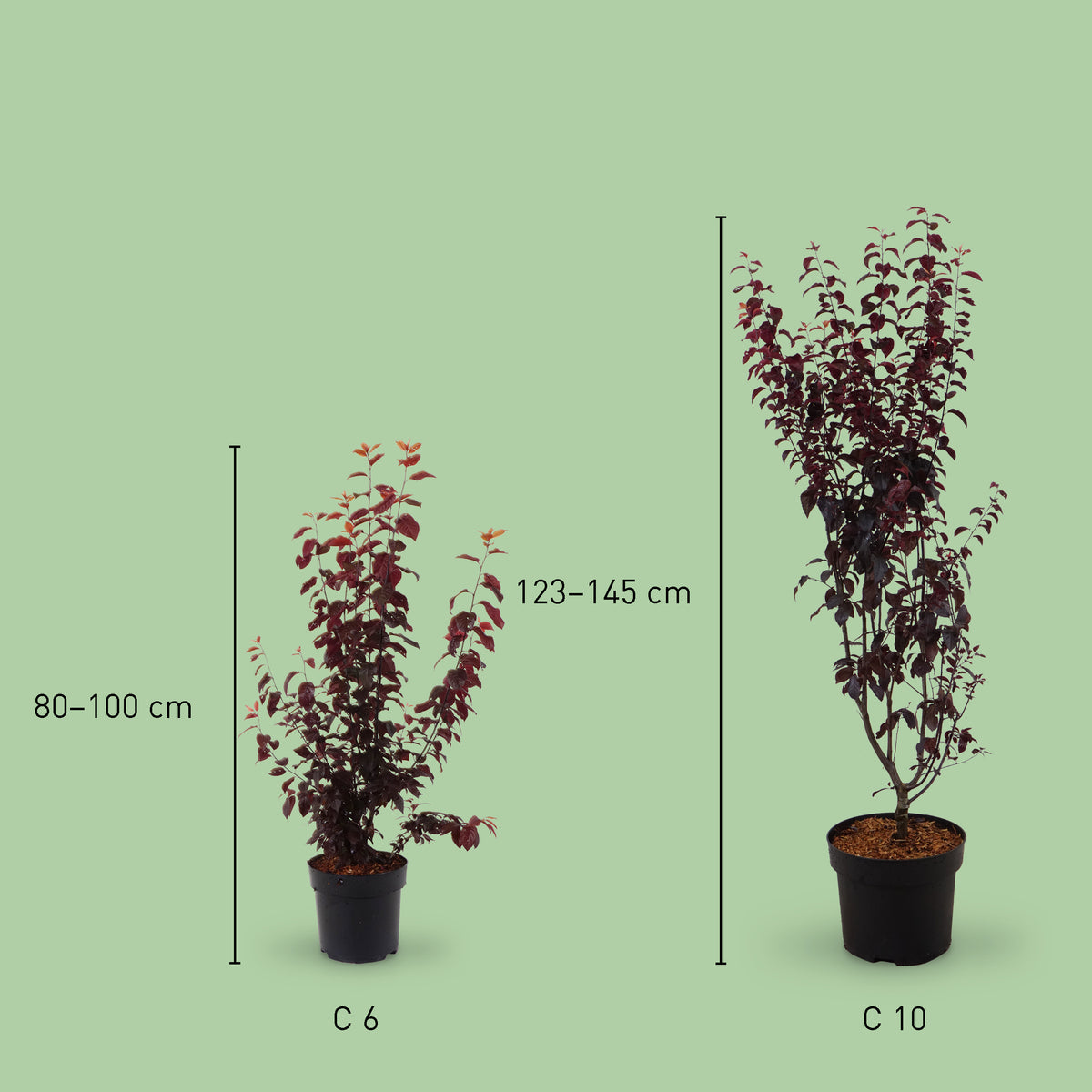 Große Blutpflaume 'Nigra'