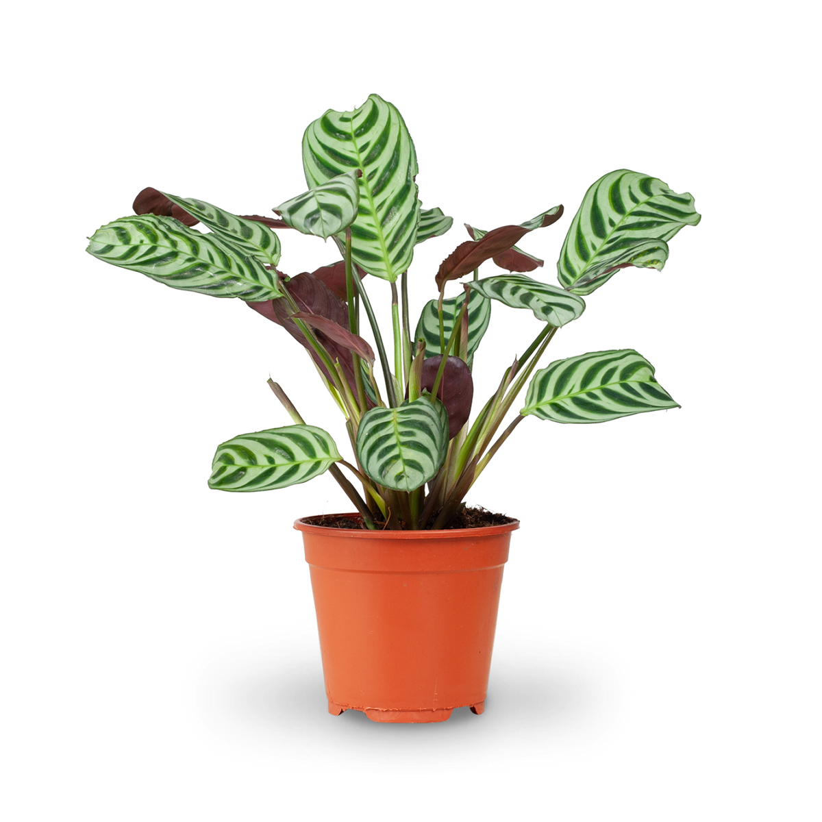 Große Ctenanthe burle-marxii