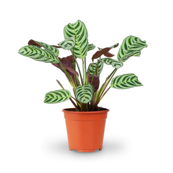 Große Ctenanthe burle-marxii