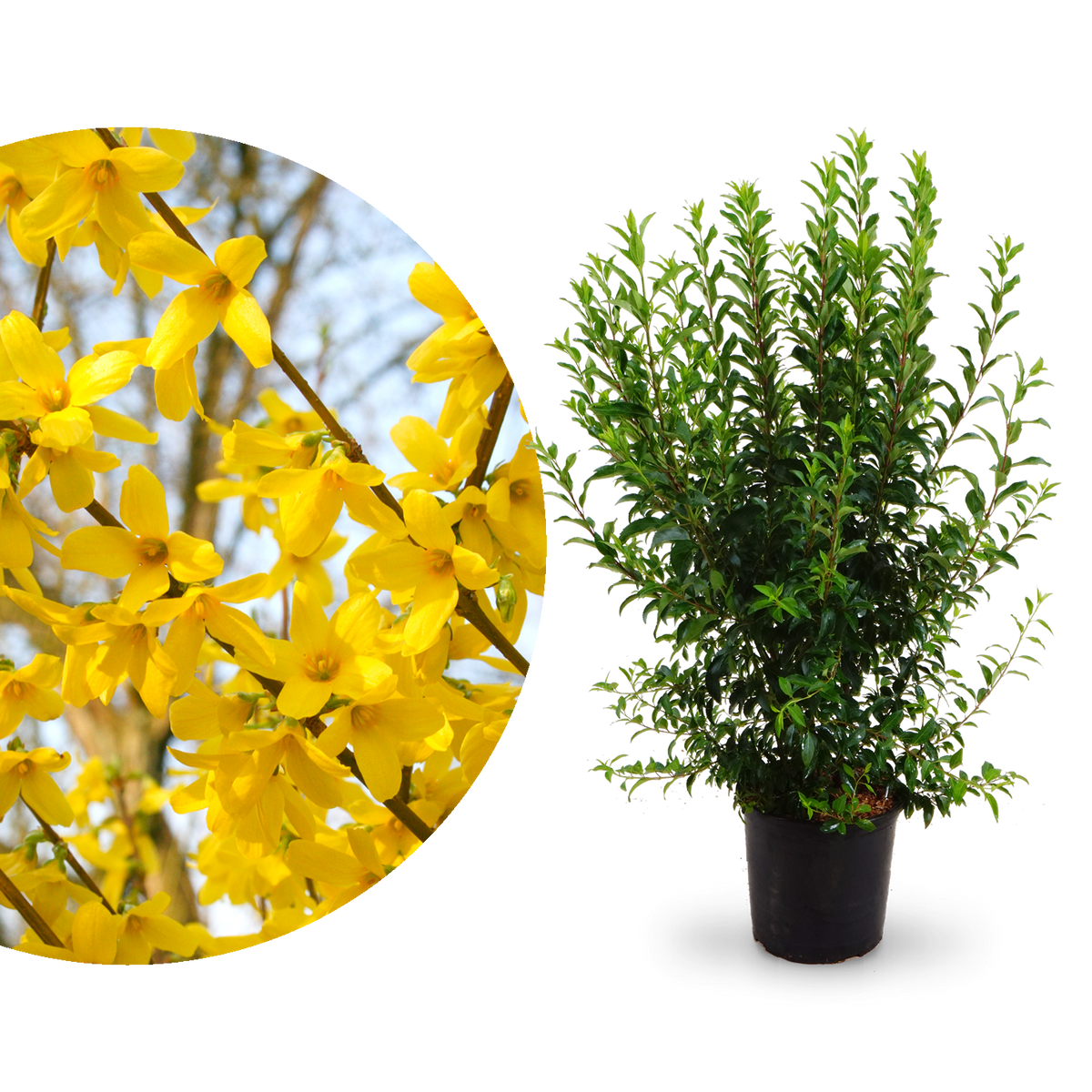 Große Forsythie 'Week End'®