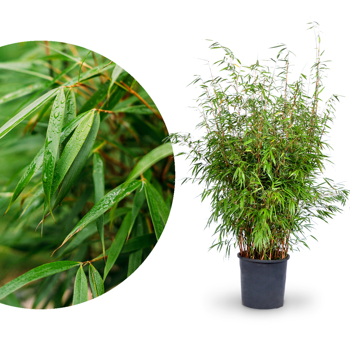 Sehr großer Gartenbambus 'Asian Wonder'