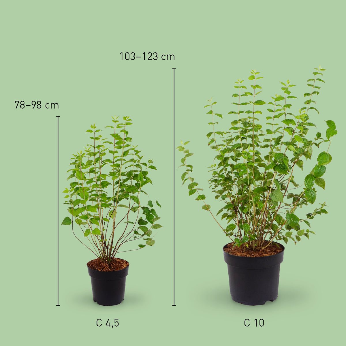 Großer Gartenjasmin 'Minnesota Snowflake'