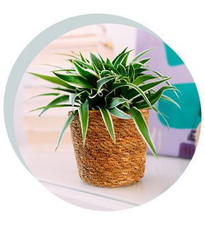 Chlorophytum comosum