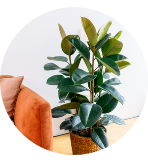 Ficus elastica 'Robusta' XXL-Größe