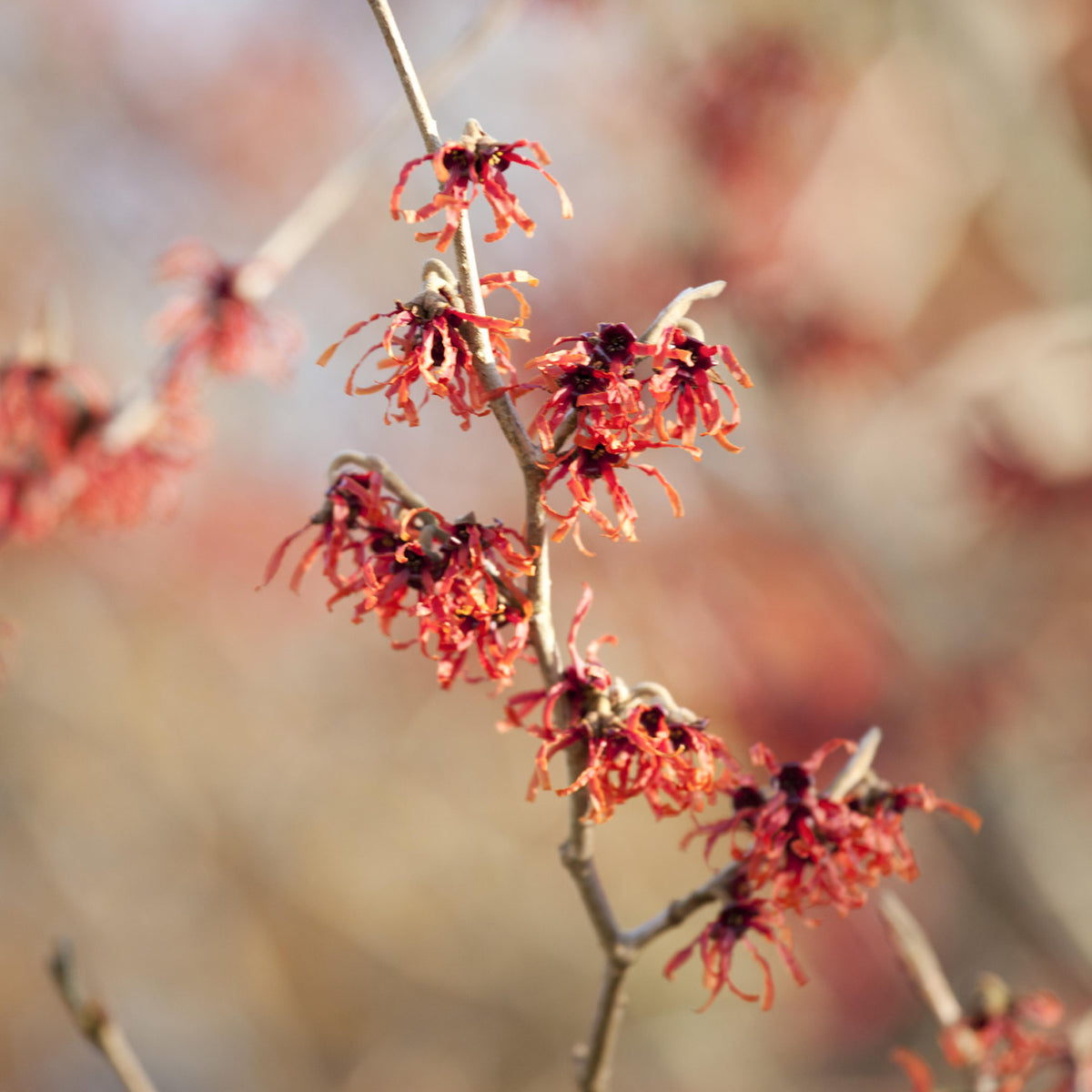 Blühende Hamamelis intermedia 'Feuerzauber'