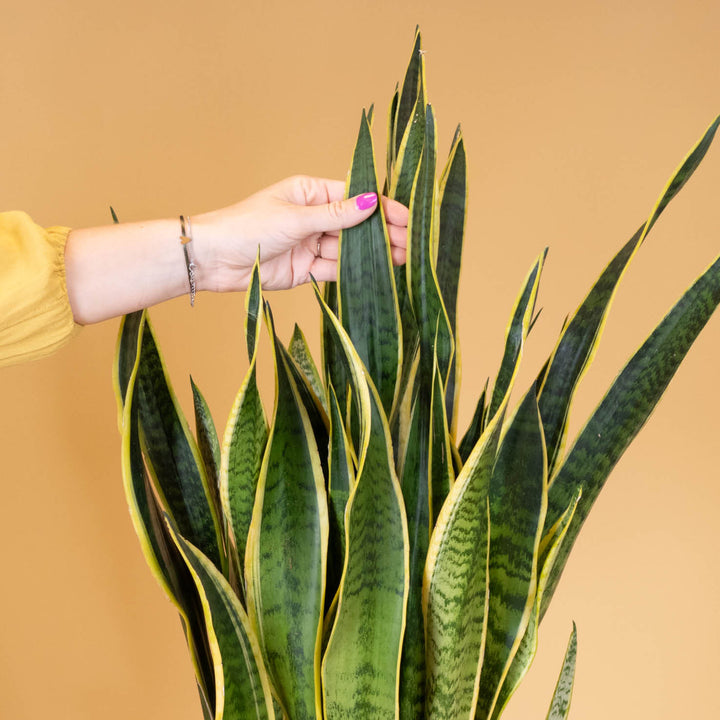 Hand berührt Blätter der XXL Sansevieria trifasciata