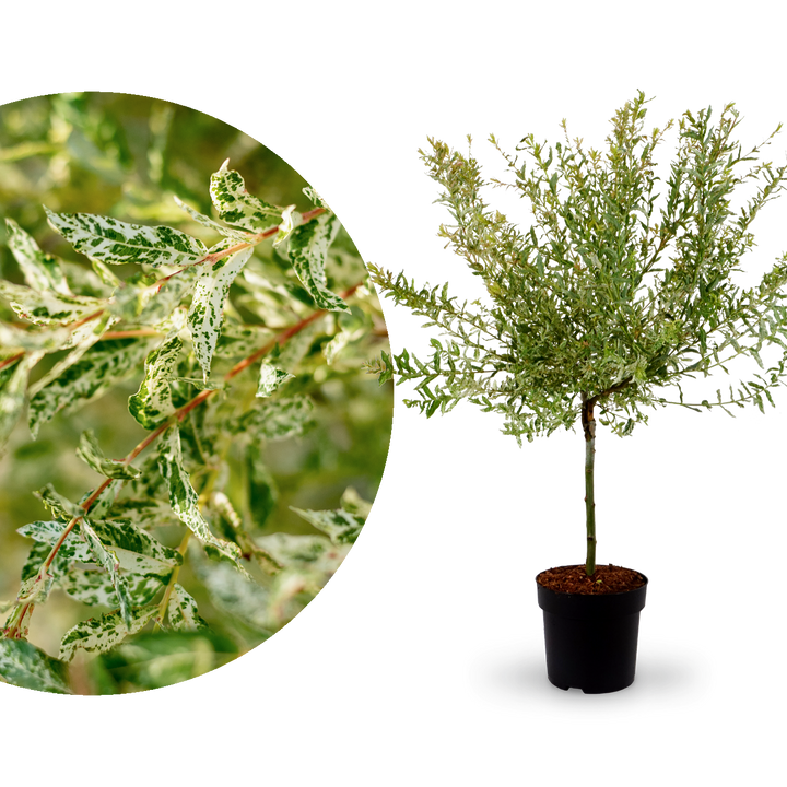 Harlekinweide 'Hakuro Nishiki' Stämmchen
