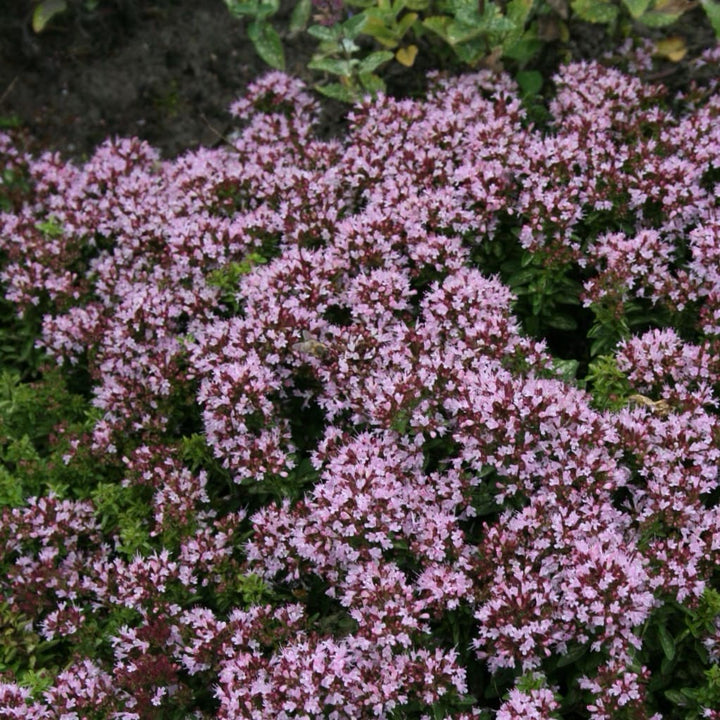 Heidegünsel 'Compactum' Rosa