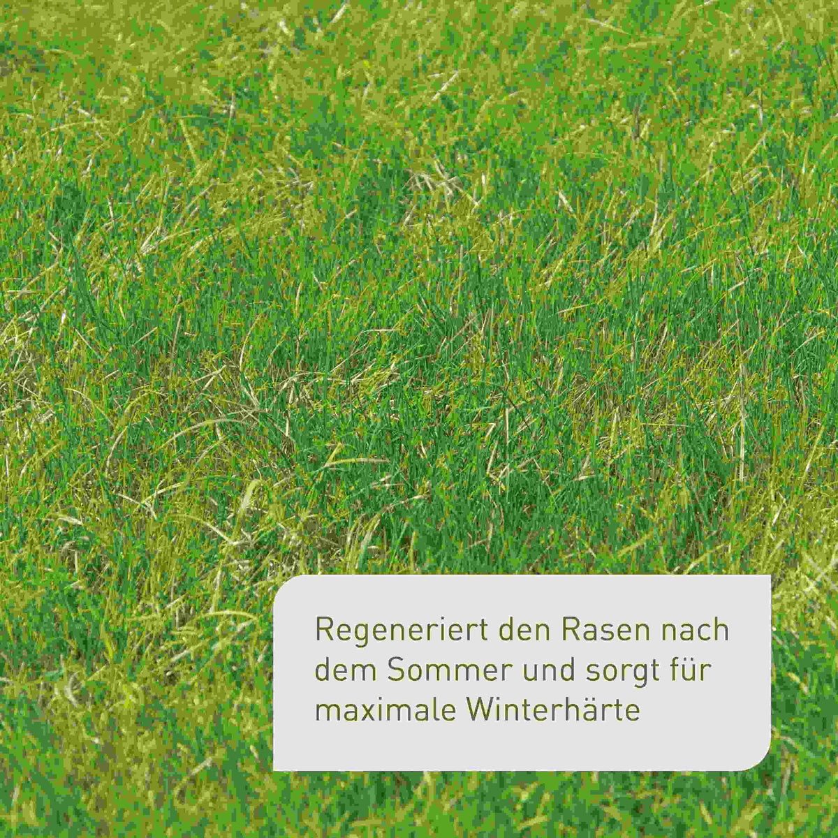 Bio-Herbstrasendünger 10,5 kg (Sack)