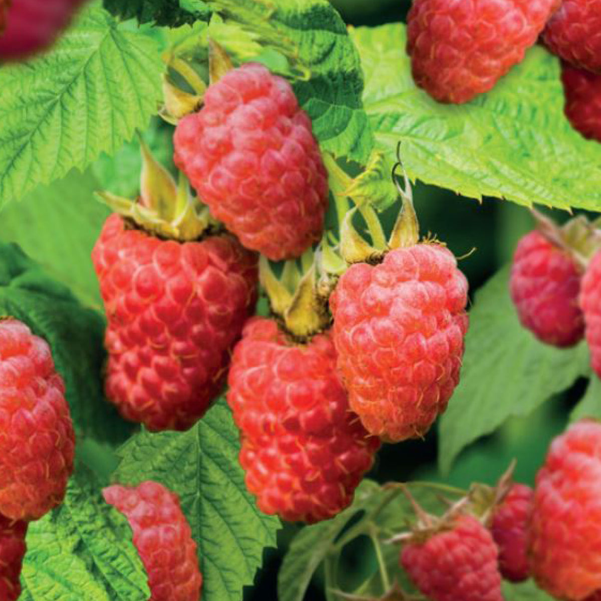 Früchte der Himbeere 'Sweet Sunshine'