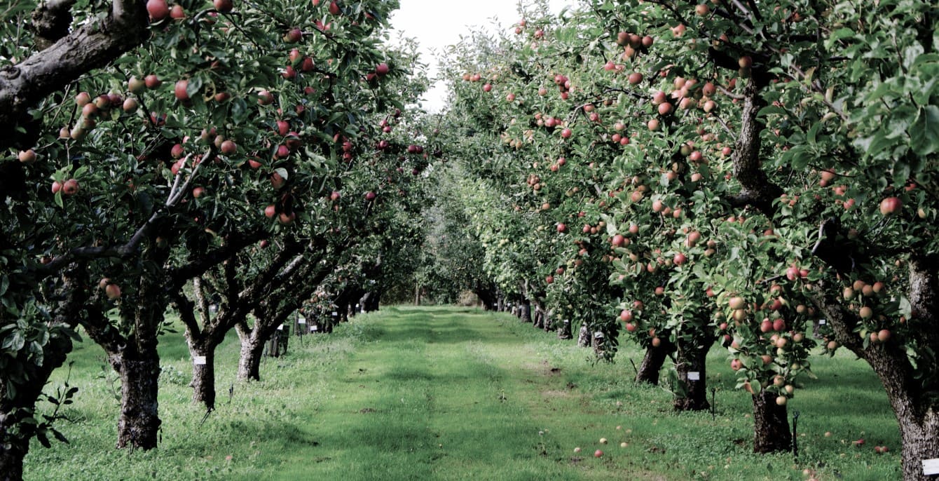 section featured image