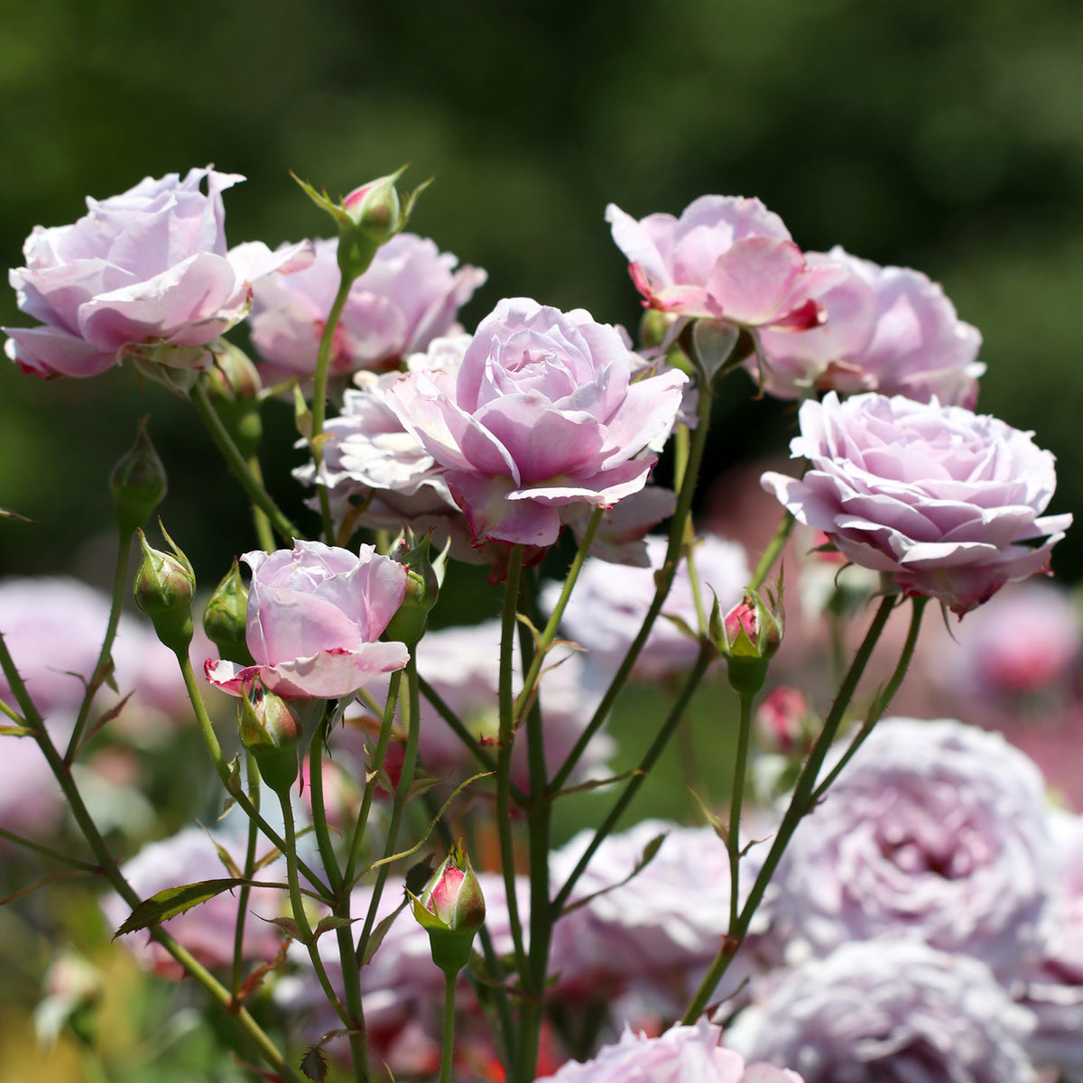 Blühende Hochstammrose 'Novalis'®
