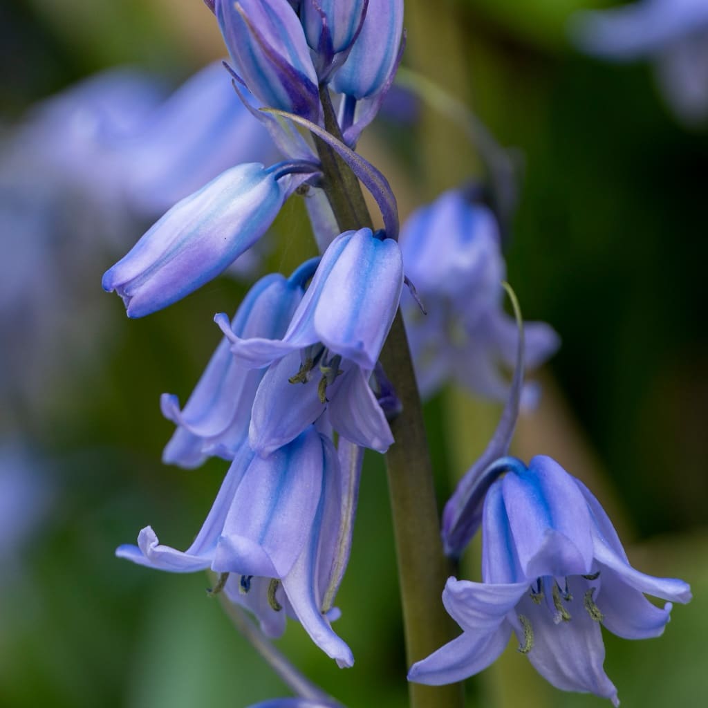 Hyacinthoides hispanica
