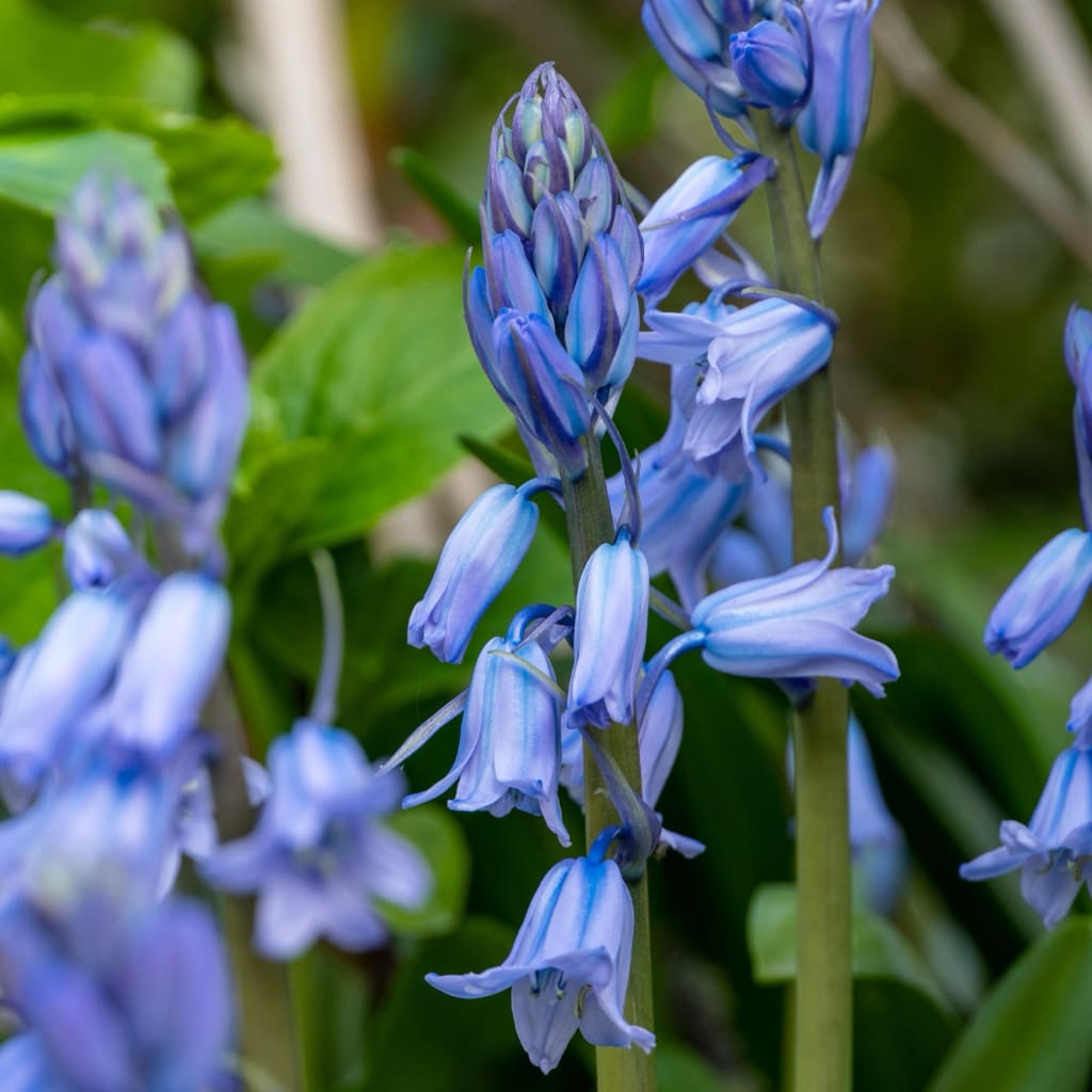 Hyacinthoides hispanica