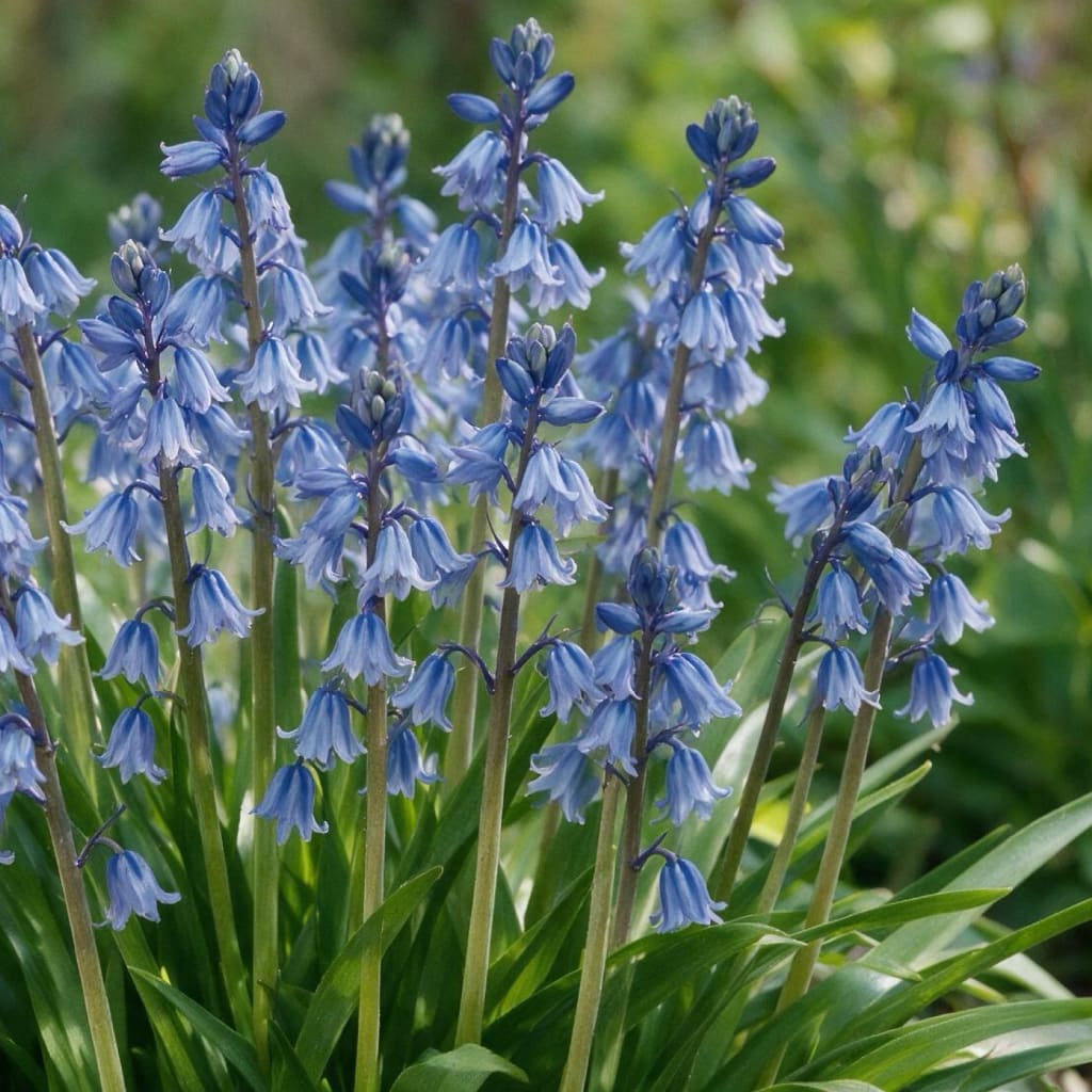 Bio-Hasenglöckchen Blau