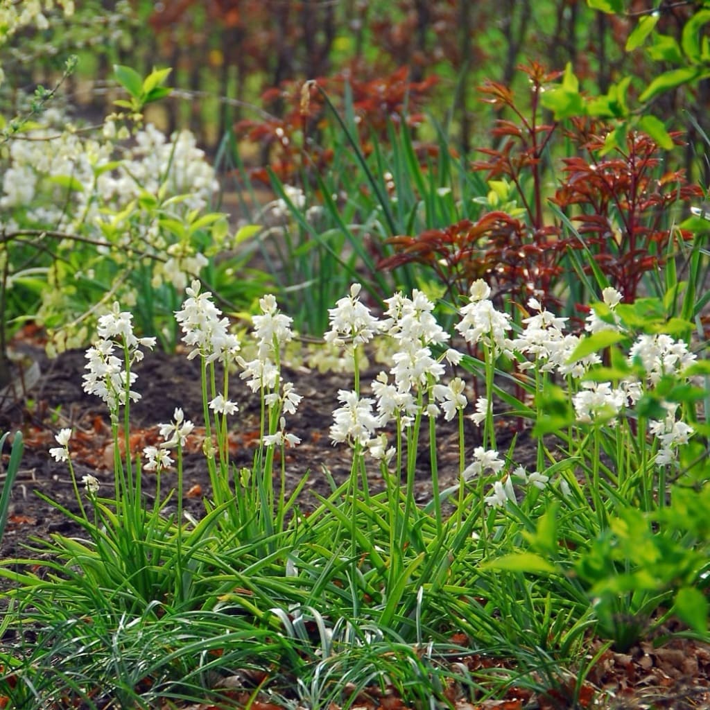 Hyacinthoides hispanica