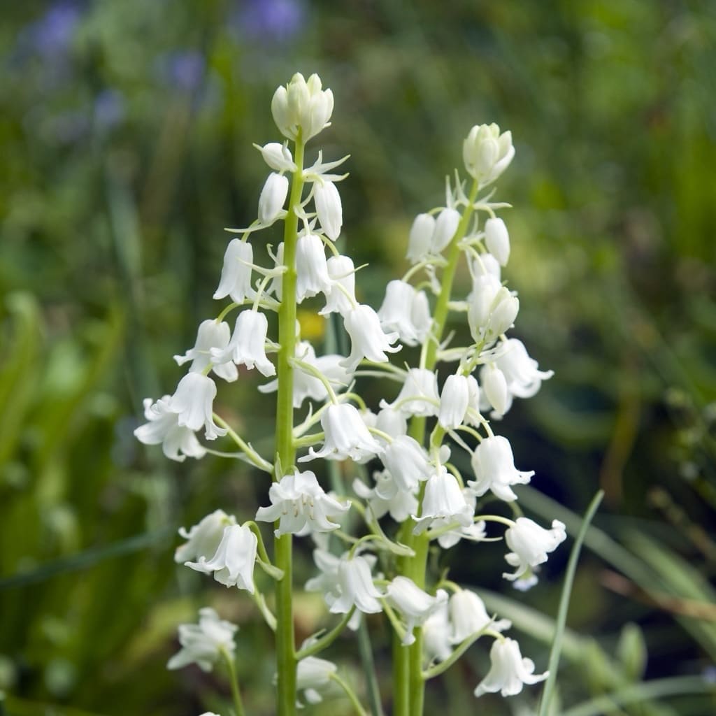 Hyacinthoides hispanica