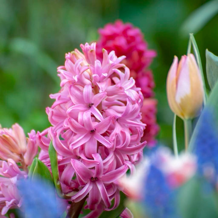 Hyacinthus orientalis