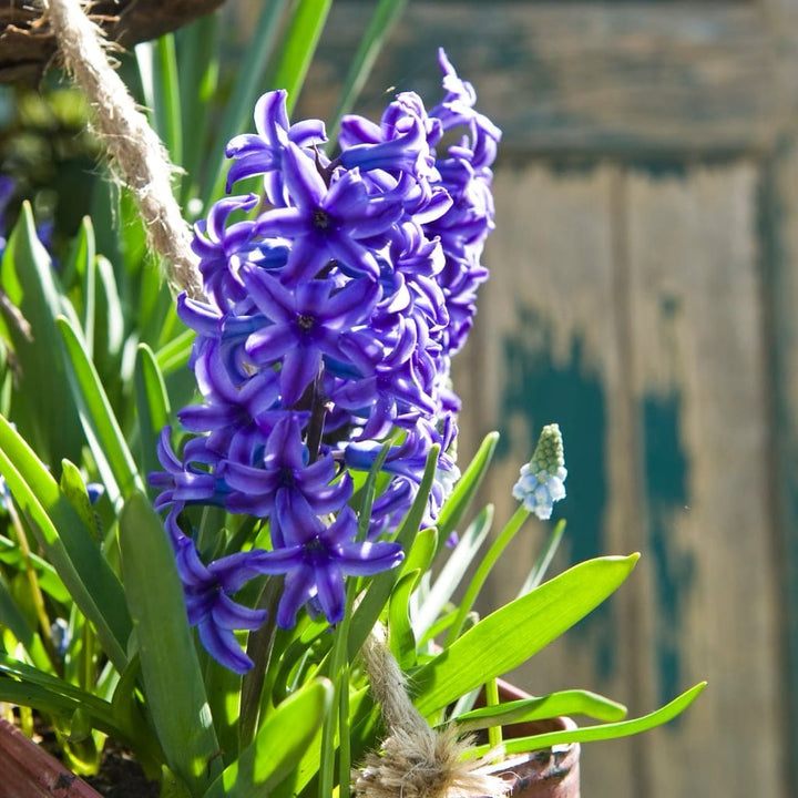 Hyacinthus orientalis