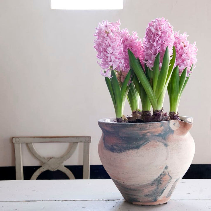 Hyacinthus orientalis