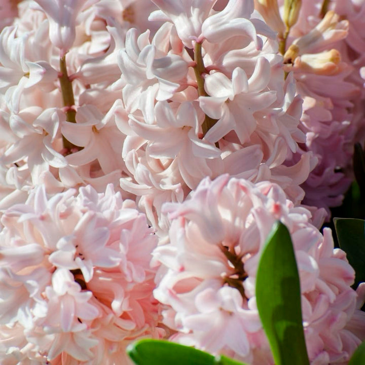 Hyacinthus orientalis