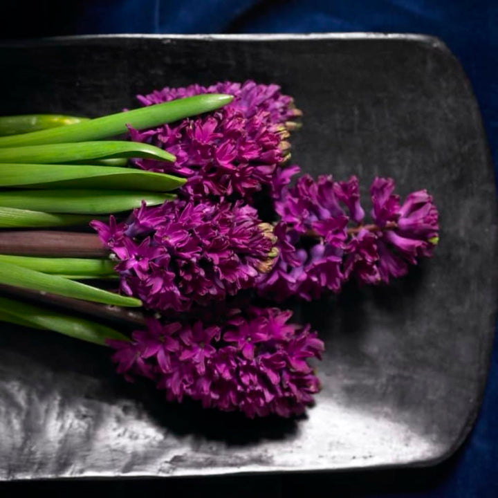 Hyacinthus orientalis