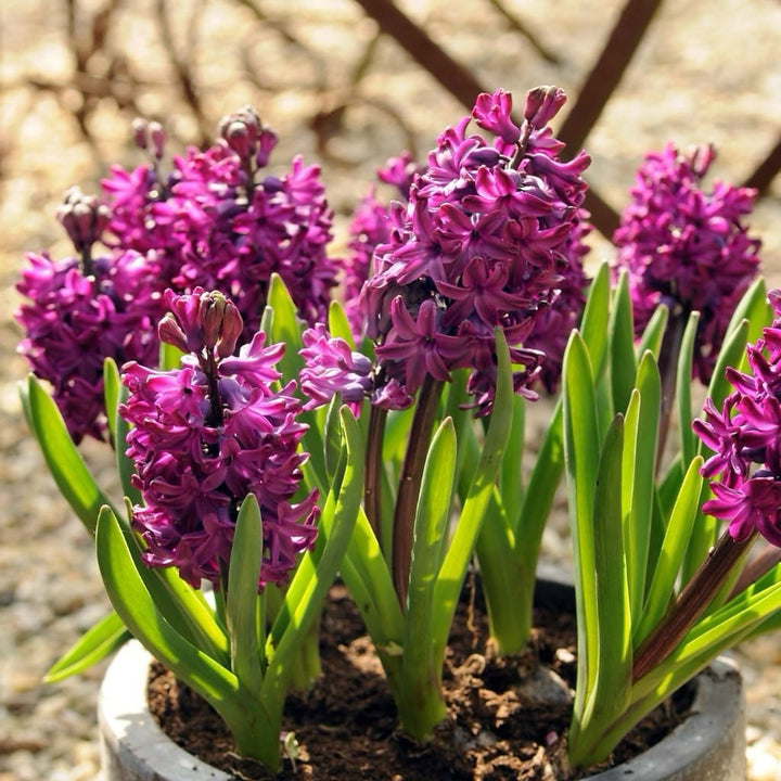 Duftende Hyazinthe 'Woodstock' Violett