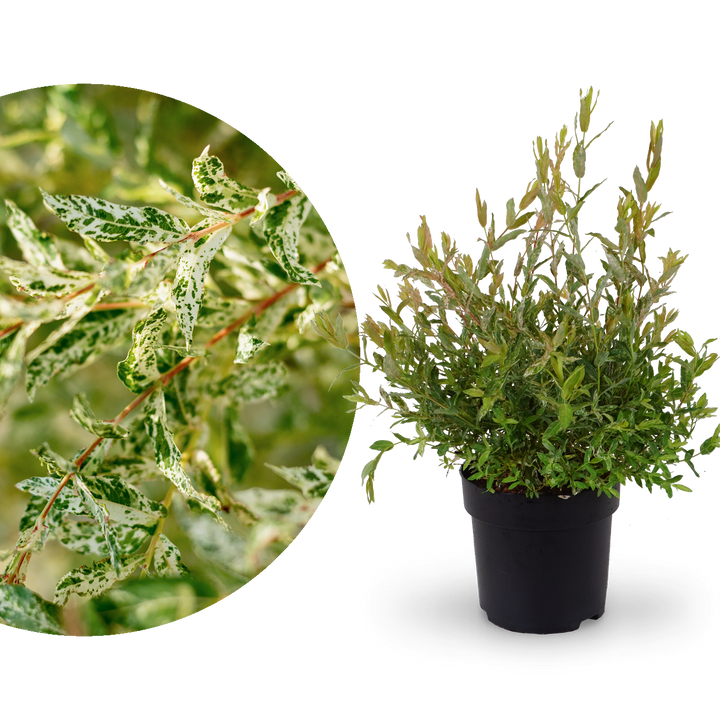 Japanische Harlekinweide 'Hakuro Nishiki'