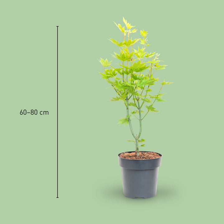 Größe des Japanischen Goldahorns 'Jordan'
