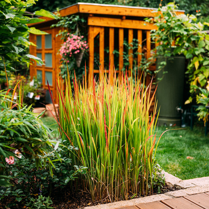 Japanisches Blutgras 'Red Baron' im Garten