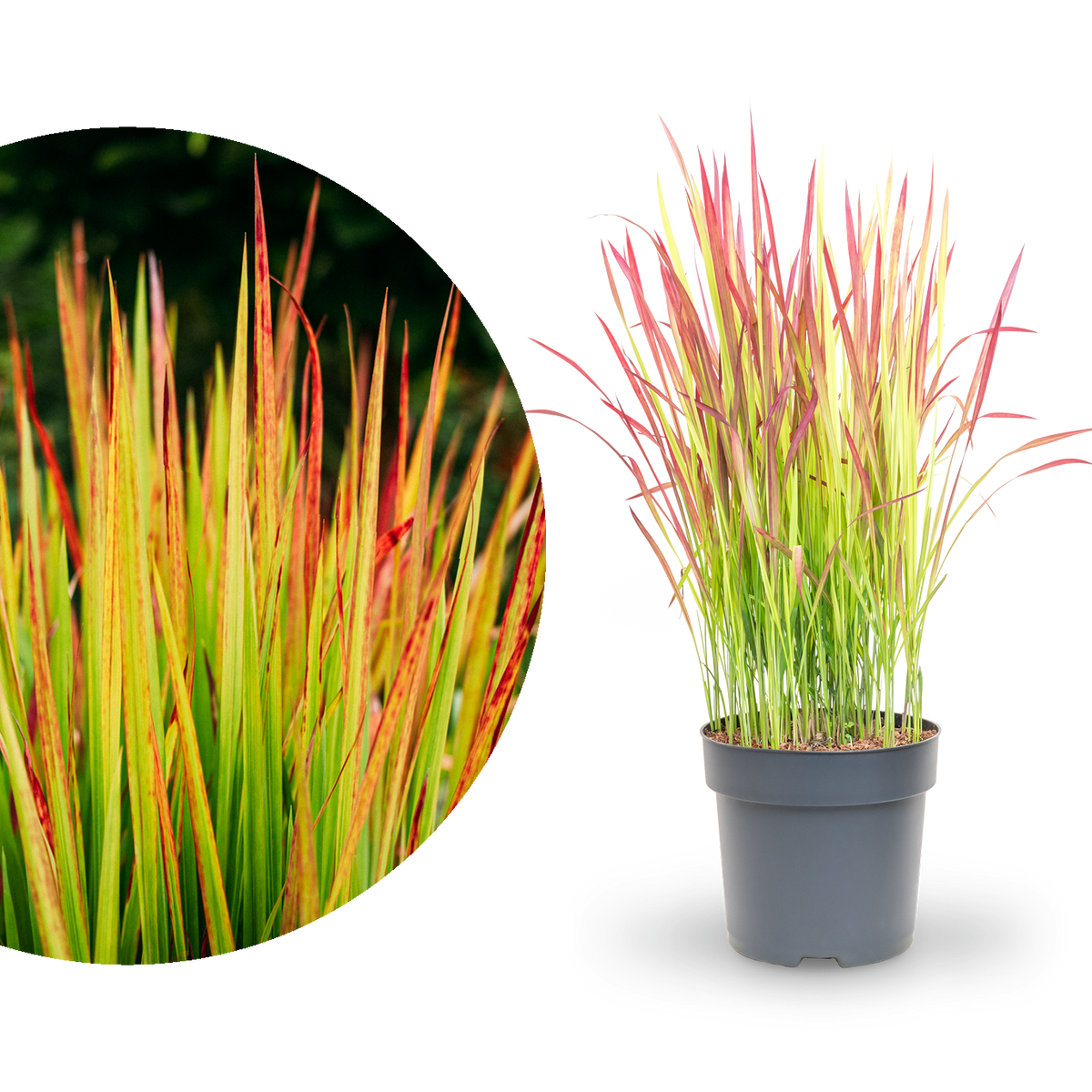 Japanisches Blutgras 'Red Baron'
