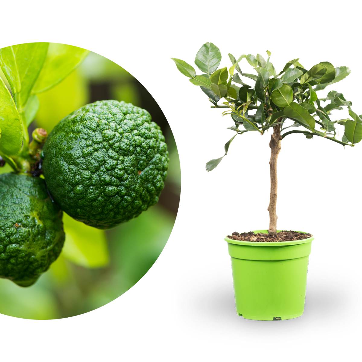 Kaffir-Limette LIME TIME®