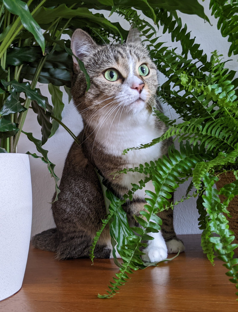 Katze zwischen Zimmerfarn und Kaffeepflanze
