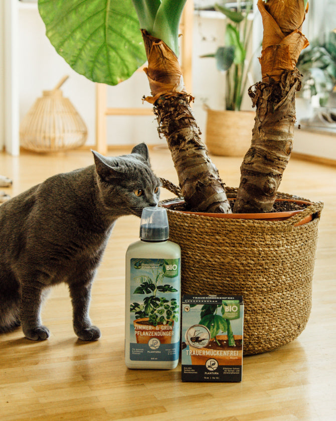 Katze und Zimmerpflanzendünger neben Zimmerpalme