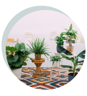 Katzenfreundliche Zimmerpflanzen im Set