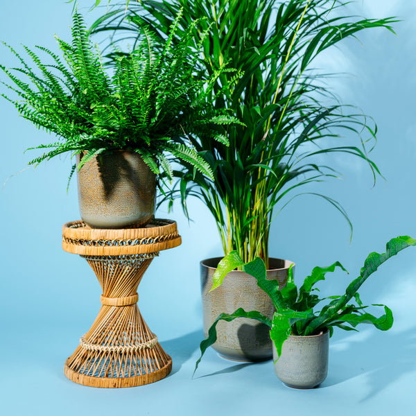 Zimmerpflanzen im grünen Keramik Blumentopf
