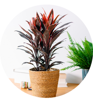 Cordyline fruticosa 'Tango'