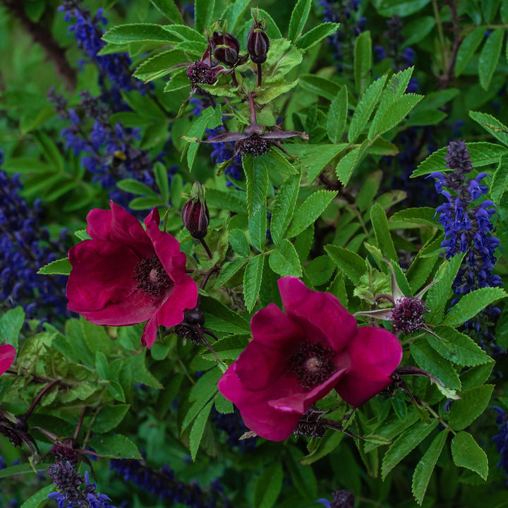 Purpurfarbene Blüte der Kleinstrauchrose Strandperle® 'Norderney' 
