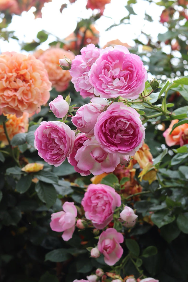 Kletterrose 'Jasmina'® Violett-Rosa