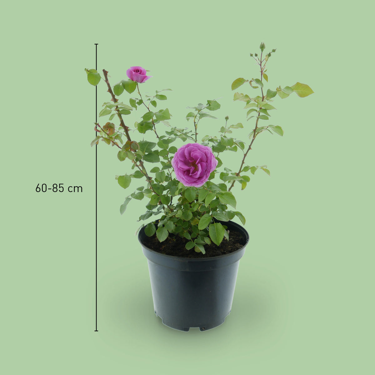 Größe der Kletterrose 'Ozeana'®